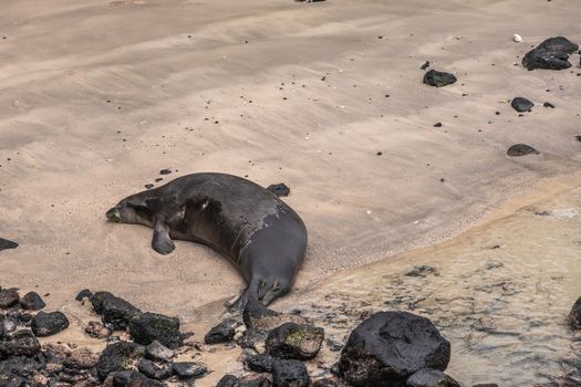 Kona, Hawaii, USA. - January 15, 2020: Black Hawaiian Monk Seal rests on small patch of yellow sand in Kailua bay, the harbor of the town. Black lava volcanic rocks around.