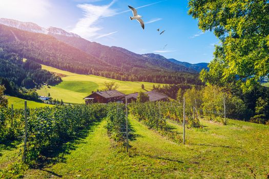 Farm field and village. Farm field and village on a blue sky day. Rural landscape farmhouse. Farm field and a village in Italy. Scenic farm field and a village in Italy in summer