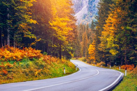 View of winding road. Asphalt roads in the Italian Alps in South Tyrol, during autumn season. Autumn scene with curved road and yellow larches from both sides in alp forest. Dolomite Alps. Italy