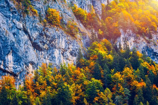Mountain autumn landscape with colorful forest. Colorful forest on mountain autumn season. Mountain landscape with forests in autumn colors. Golden Leaves of Aspen Trees in a Mountain Forest.