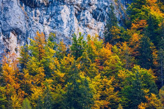 Mountain autumn landscape with colorful forest. Colorful forest on mountain autumn season. Mountain landscape with forests in autumn colors. Golden Leaves of Aspen Trees in a Mountain Forest.