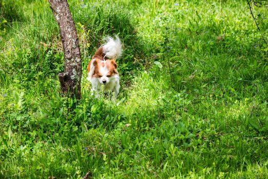 Little puppy is running happily in garden with green grass