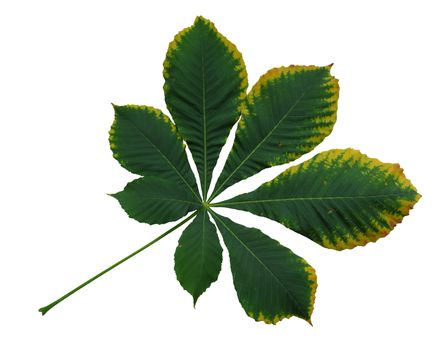 Autumn leaf of chestnut. Isolated on white background. Clipping Path included.