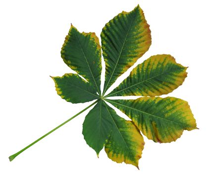 Autumn leaf of chestnut. Isolated on white background. Clipping Path included.