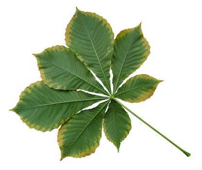 Autumn leaf of chestnut. Isolated on white background. Clipping Path included.