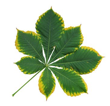 Autumn leaf of chestnut. Isolated on white background. Clipping Path included.