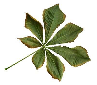 Dry leaf of chestnut. Isolated on white background. Clipping Path included.