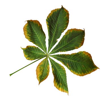 Dry leaf of chestnut. Isolated on white background. Clipping Path included.