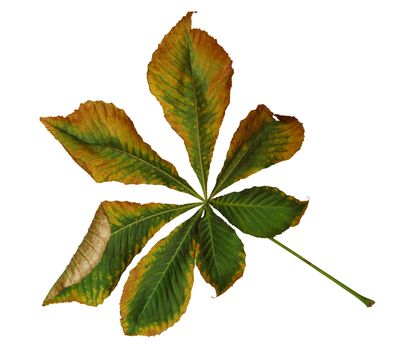 Dry leaf of chestnut. Isolated on white background. Clipping Path included.