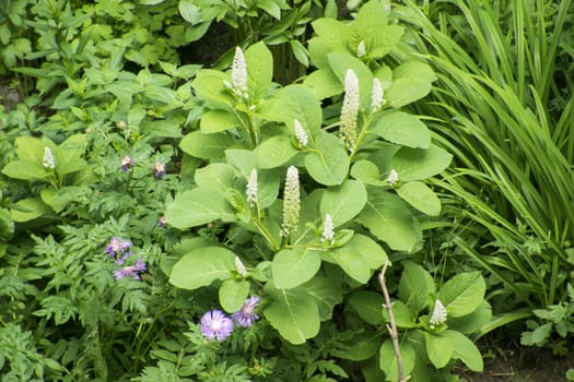 A flower garden in the backyard closeup