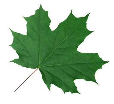 Green Maple Leaf isolated on white. Clipping Path included.