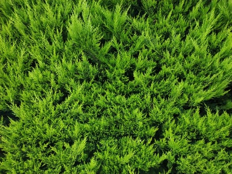 Green thuja plant wall background, close up.