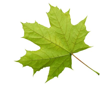 Green maple leaf isolated on white. Clipping Path included.