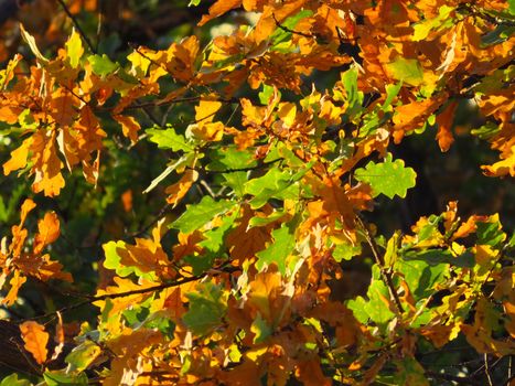 Oak branch with orange and green leaves in the forest in autumn