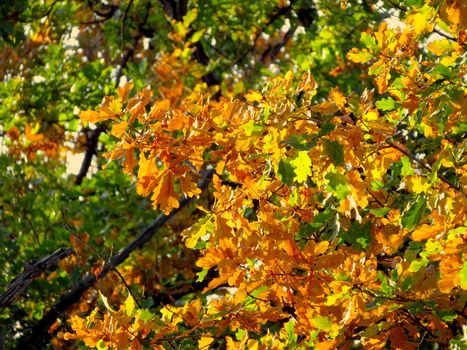 Oak branch with orange and green leaves in the forest in autumn