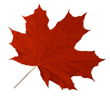 Red Maple Leaf isolated on white. Clipping Path included.