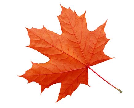 Red maple leaf isolated on white. Clipping Path included.