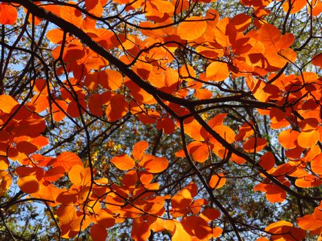 Red leaves in autumn against the blue sky