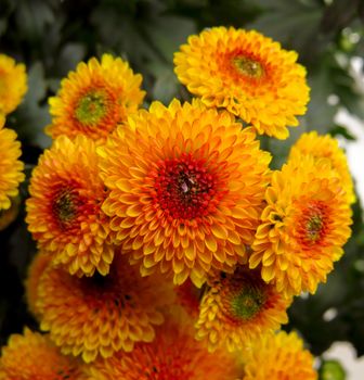 Close up background of small orange chrysanthemums