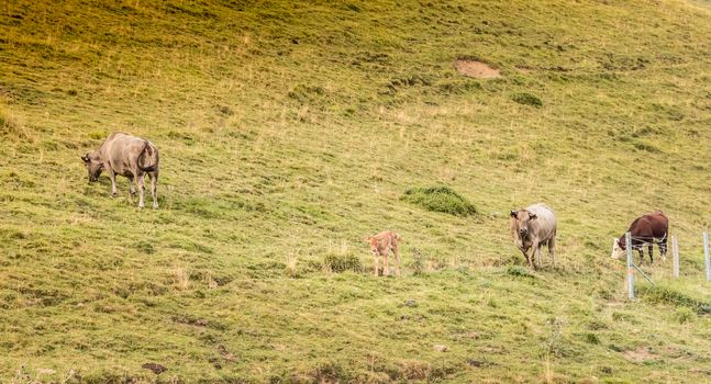 cows grazing on the slopes of the Pyrenees in France