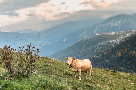 Saint Lary, France - August 21, 2018: cow grazing in the pasture near the Pla D Adet ski resort on a summer day