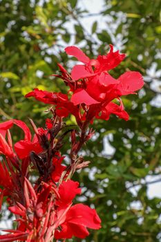 Artistic portrait photo of a red Canna Indica flower with dark blurry background. Water drops on petals. Closeup shot of Canna lily or African arrowroot or Edible canna or Purple arrowroot.