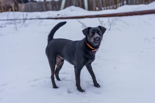 black dog with a collar walking in the snow