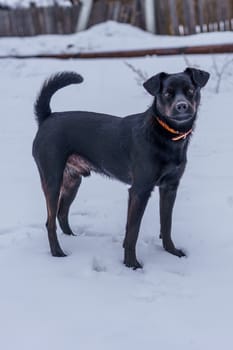 black dog with a collar walking in the snow
