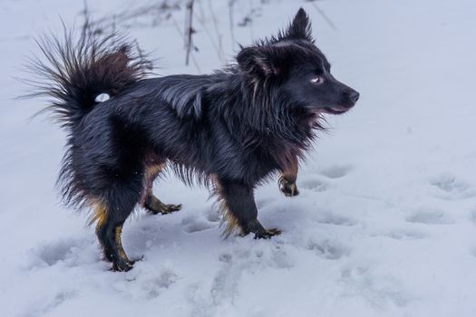 Black mongrel dog snow, domestic animal
