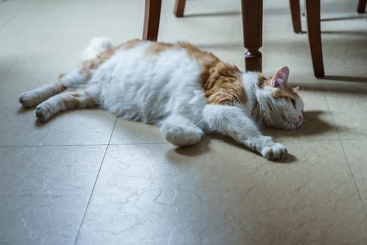 lazy white-red cat lying on the floor