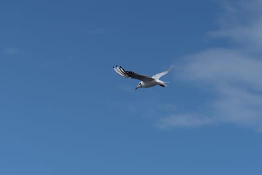 river gull with white plumage against a blue summer sky