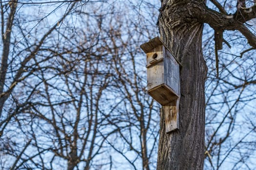 wooden nesting box on linden in spring. branches without foliage