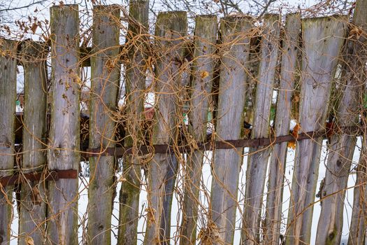 wooden fence of boards nailed to the crossbar on a winter day