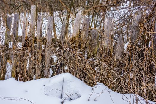 old fence of unpainted boards on a winter day, wrapped in dry raspberry stalks