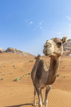 Camel in the desert looking at the camera with copy space in the sky