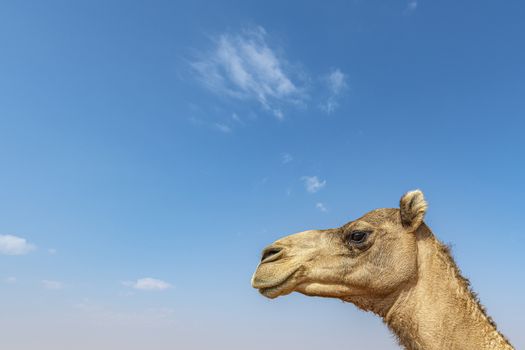 Closeup of Camel head against blue sky with large copy space
