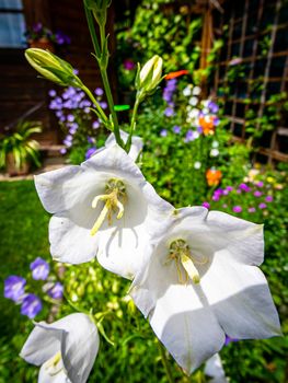 Detail of white balloon flowers (Platycodon grandiflorus)