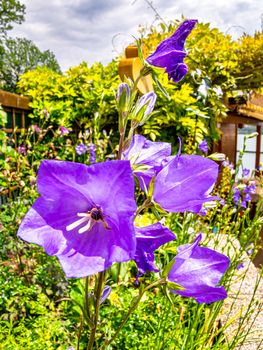 Violet balloon flowers (Platycodon grandiflorus) in front of garden fence and cloudy sky