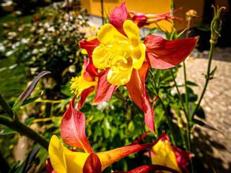 Intense ornamental plant with crimson sepals and yellow petals