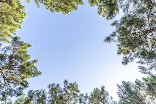 Looking up at pine trees and blue sky background with large copy space for text in the sky