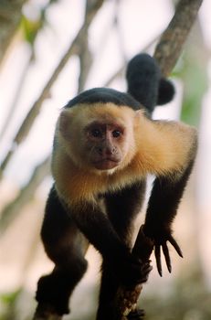 closeup portrait of a capuchin in a tree in Costa Rica with some defocused branches in the background