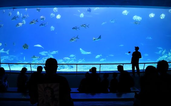 PINGTUNG, TAIWAN -- JULY 6 , 2017: Visitors to the National Marine Biology Museum watch a large variety of ocean life at the grand aquarium of the museum.