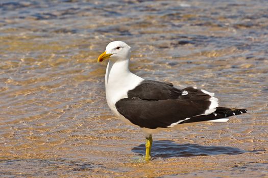 A lesser black-backed gull seagull (Larus fuscus) standing in coastal sea water, Mossel Bay, South Africa