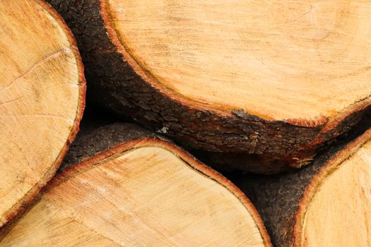 A stack of freshly cut white seringa (Kirkia acuminata) wood tree logs, Pretoria, South Africa