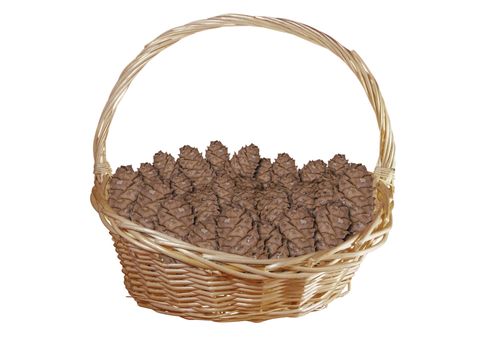 Basket with cedar cones isolated on white background