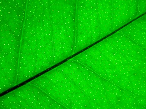 Green transparent leaf of citrus close up background