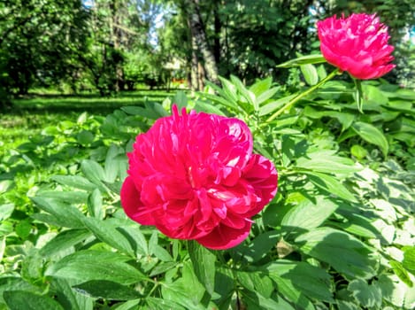 Red peonies in the garden in springtime