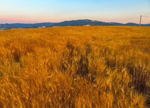 Landscape of golden wheat on farm in Italy