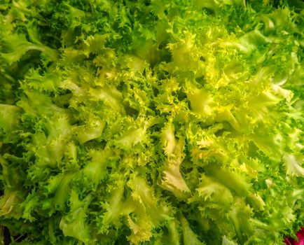 Green Lettuce Leaves in the market stall