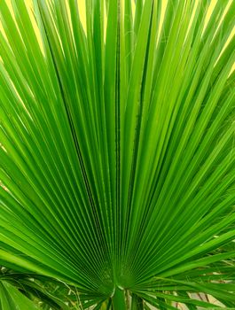 Texture of a palm leaf closeup green color